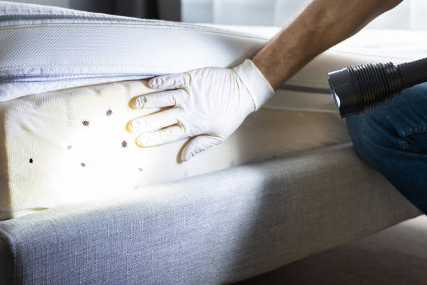 Best Termite Control Services  in Waukon, IA